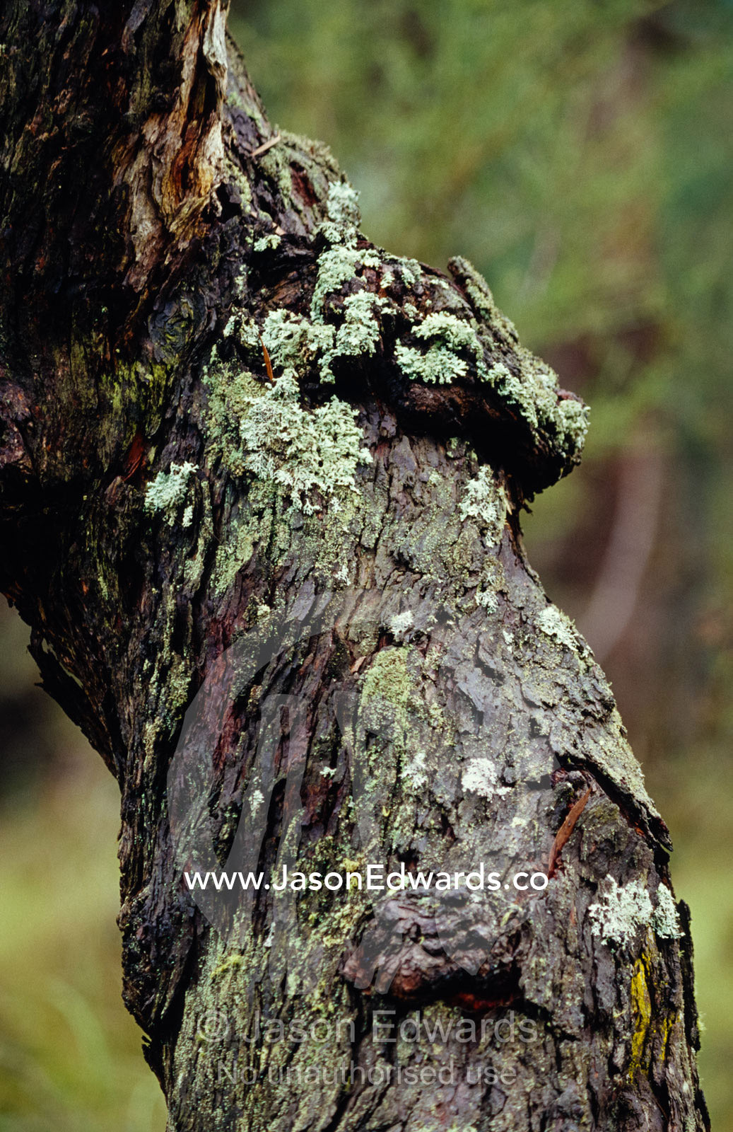 Lichen growing on a gnarled  and ancient tree trunk. Bunyip State Park, Victoria, Australia.