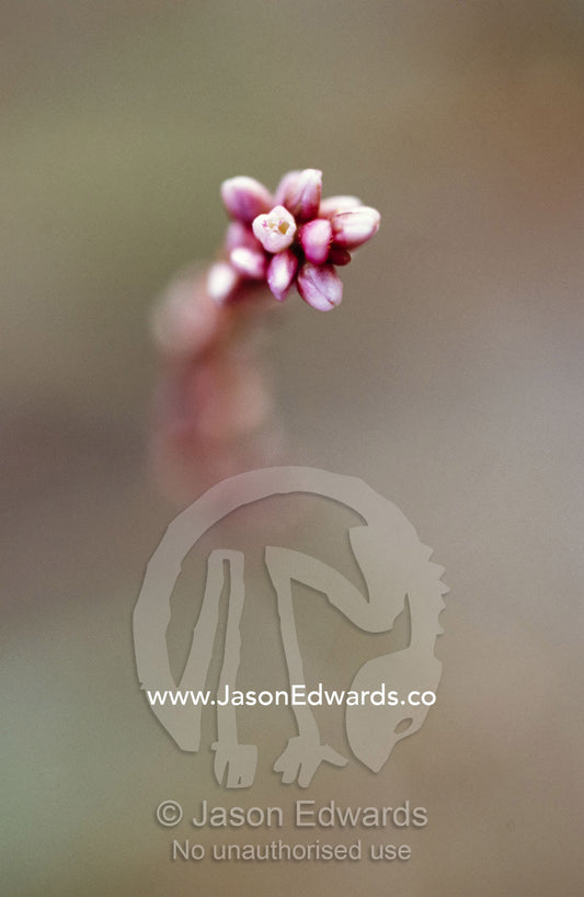 A delicate and pretty pink stream flower emerging from the background. Bullatail Creek, Denniliquin, New South Wales, Australia.
