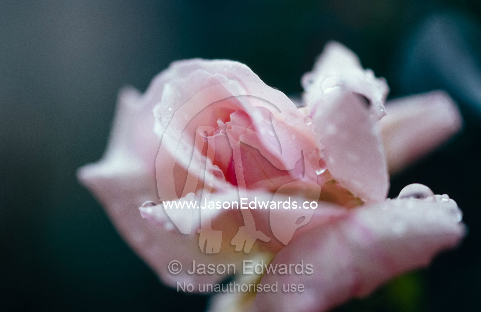 Rain drops collect on the delicate pink petals of a rosebud. North Carlton, Victoria, Australia.