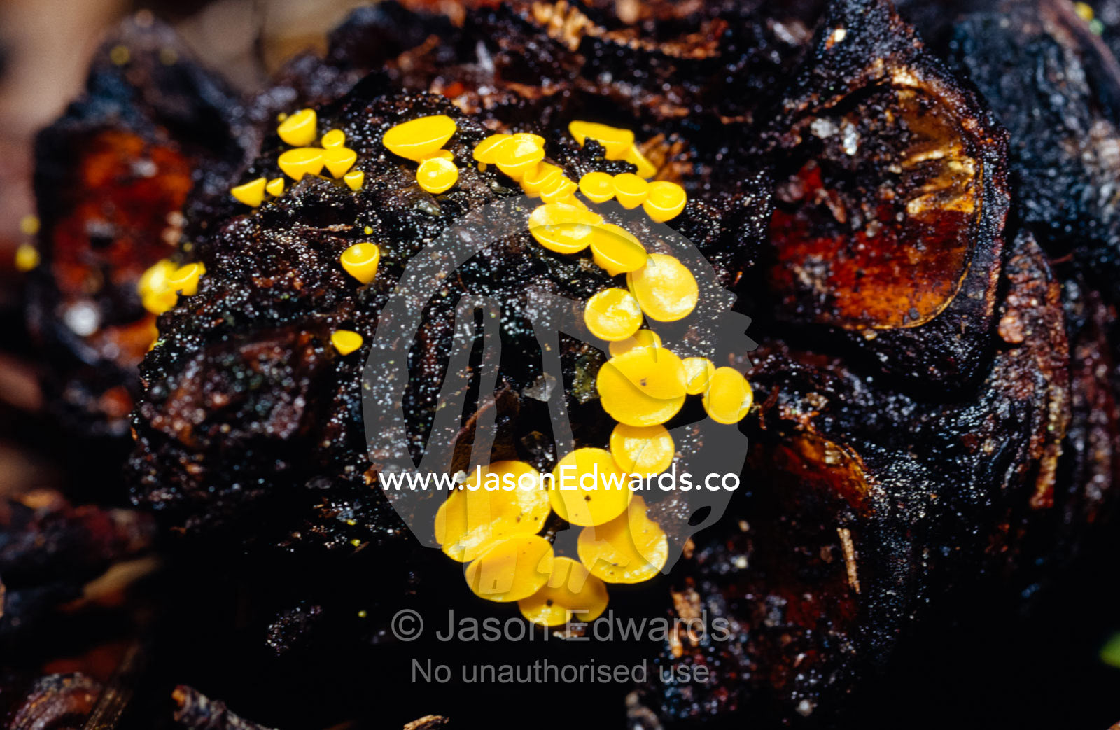 Bright yellow Disc Fungus, Bisporella Citrine, on a Banksia seed cone. Bunyip State Park, Victoria, Australia.