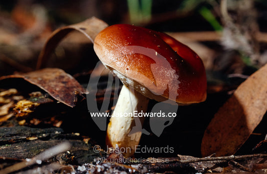 A bright copper red Bolete Fungi in forest leaf litter. Bunyip State Park, Victoria, Australia.