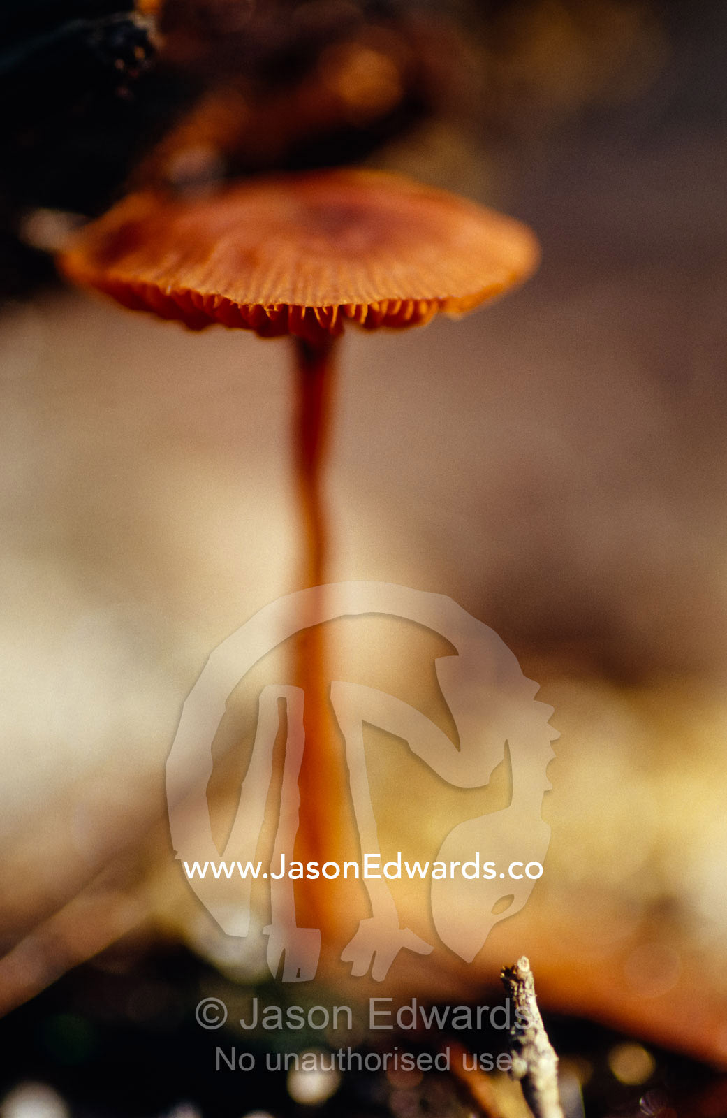 The delicate Fungi cap Laccaria, emerging from forest leaf litter. Bunyip State Park, Victoria, Australia.