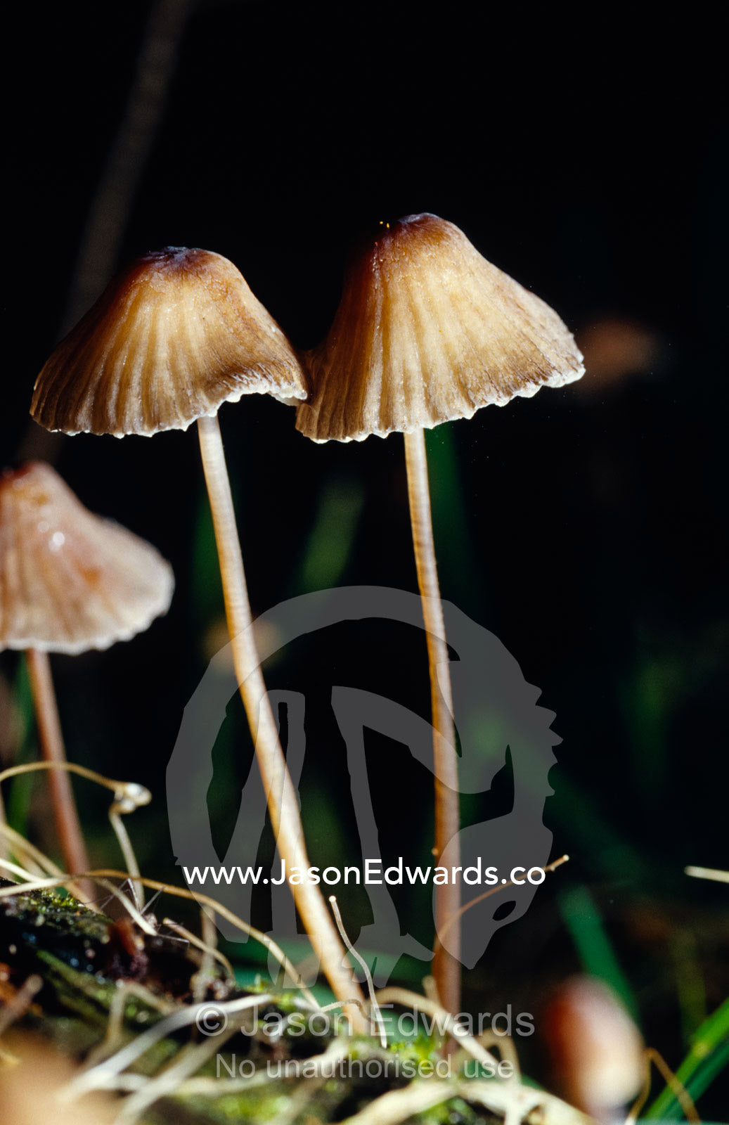 The fragile stem and cap of Fungi, Mycena Cystidiosa. Bunyip State Park, Victoria, Australia.