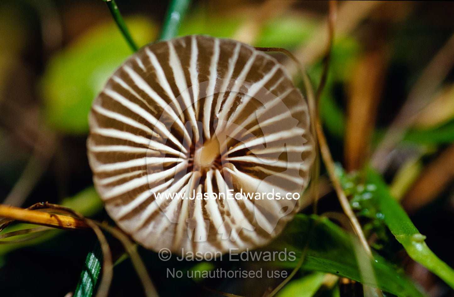The delicate gill detail of the Fungi, Mycena Cystidiosa. Bunyip State Park, Victoria, Australia.