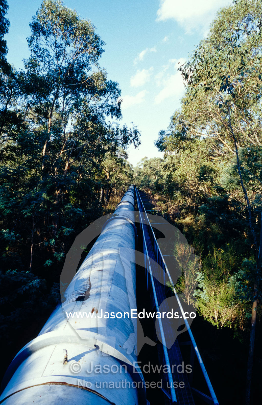 A water pipe for irrigation running through a forested National Park. Yellingbo Nature Conservation Reserve, Victoria, Australia.