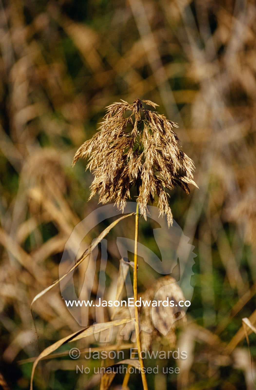 A seeding rush tussock reed emerges from a wetland. Yellingbo Nature Conservation Reserve, Victoria, Australia.