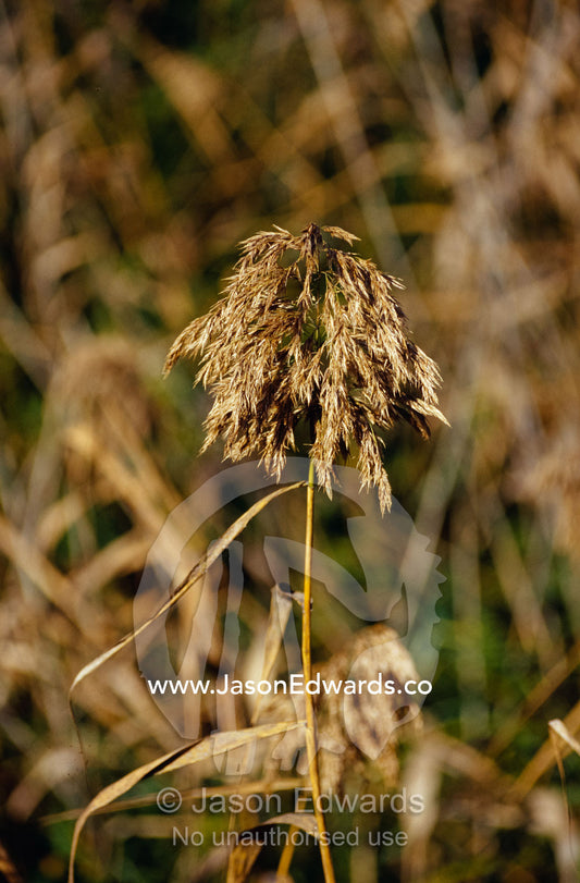A seeding rush tussock reed emerges from a wetland. Yellingbo Nature Conservation Reserve, Victoria, Australia.