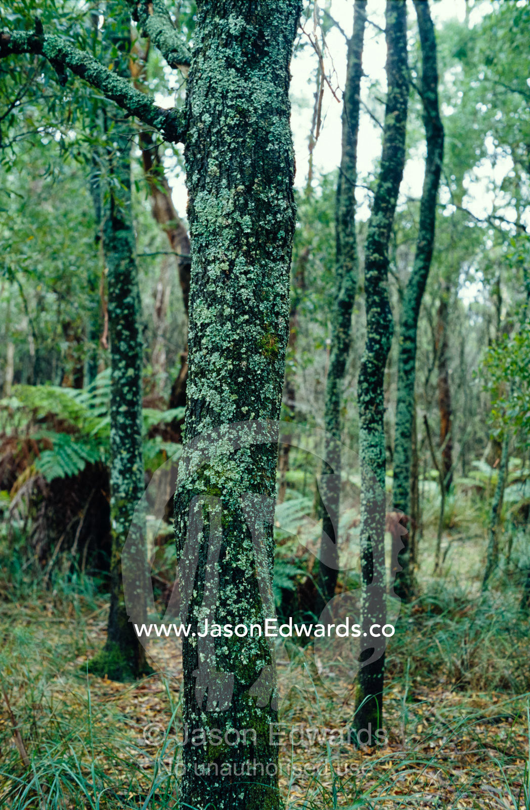 Bright green Lichen covering the forest trunks of Blackwood Trees. Yellingbo Nature Conservation Reserve, Victoria, Australia.