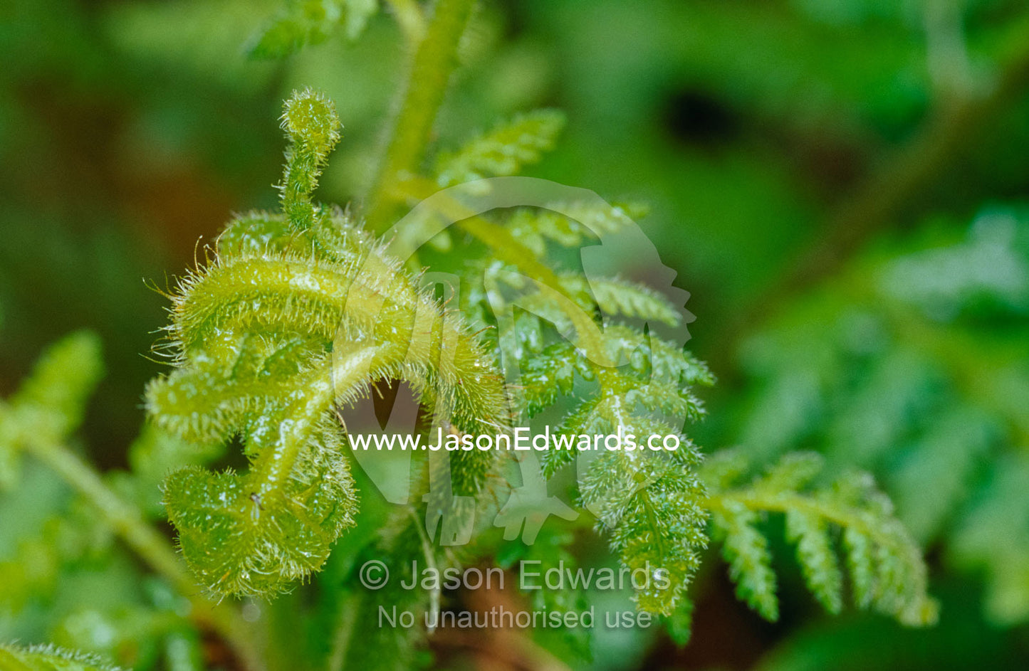 Fragile, tiny hairs protect the lush new growth of a Fern frond. Bunyip State Park, Victoria, Australia.