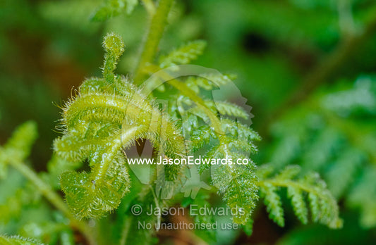 Fragile, tiny hairs protect the lush new growth of a Fern frond. Bunyip State Park, Victoria, Australia.