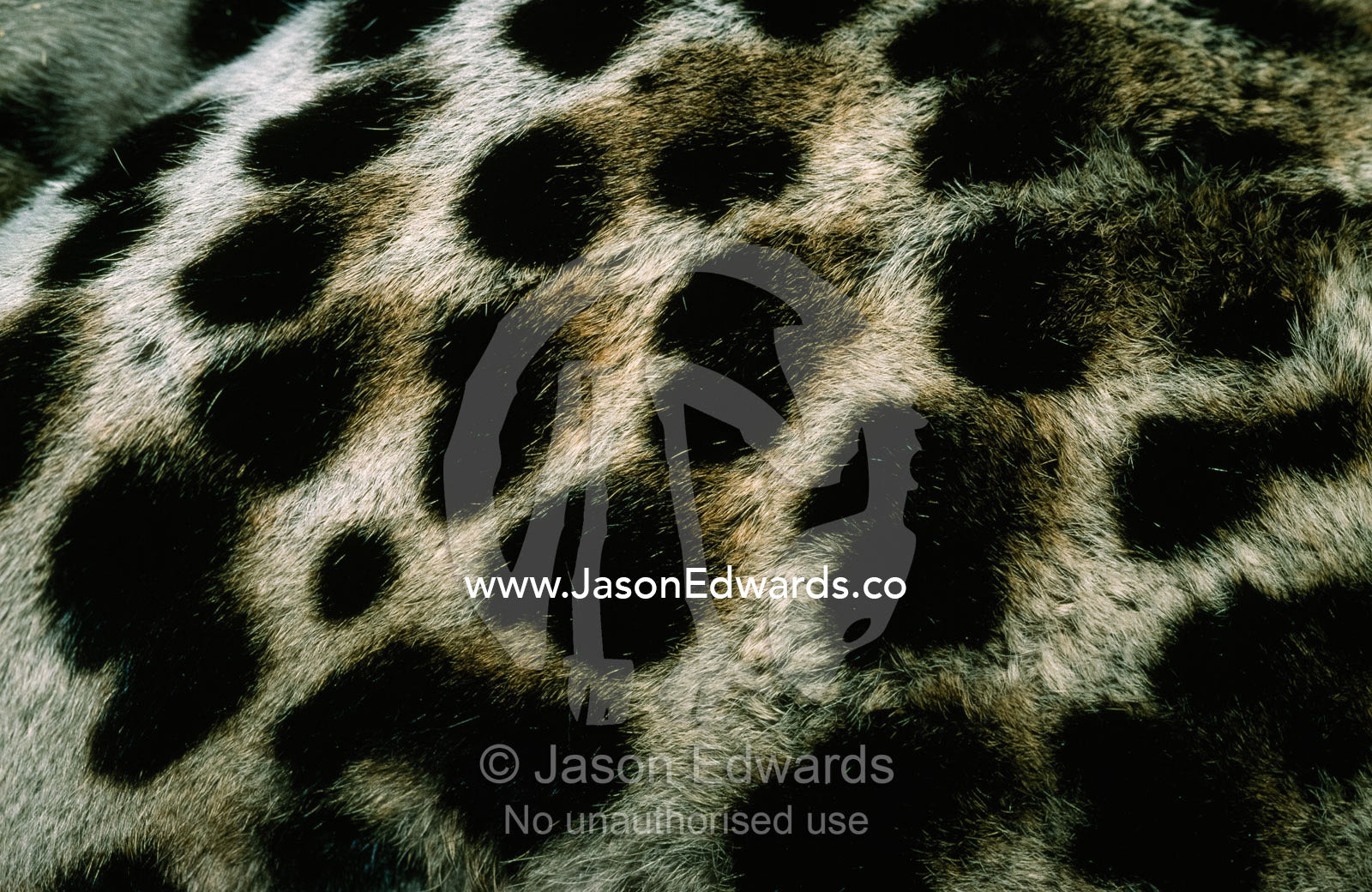 The textured and spotted fur coat of a vulnerable ocelot. Melbourne Zoo, Victoria, Australia.