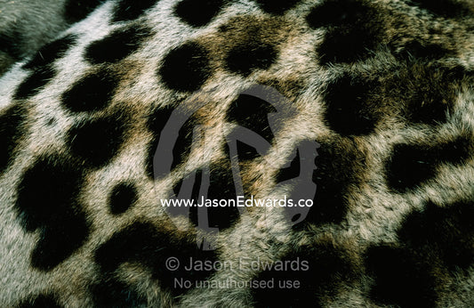 The textured and spotted fur coat of a vulnerable ocelot. Melbourne Zoo, Victoria, Australia.