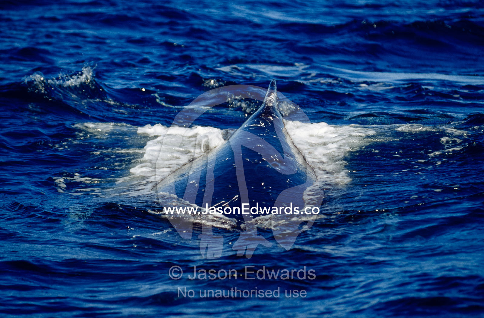 The broad powerful back and dorsal fin of a Humpback Whale on the ocean surface. Platypus Bay, Hervey Bay, Queensland, Australia.