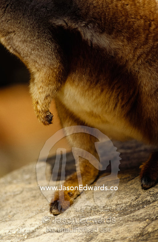 The feet, paw and belly of a black-footed rock-wallaby. Simpsons Gap, Northern Territory, Australia.