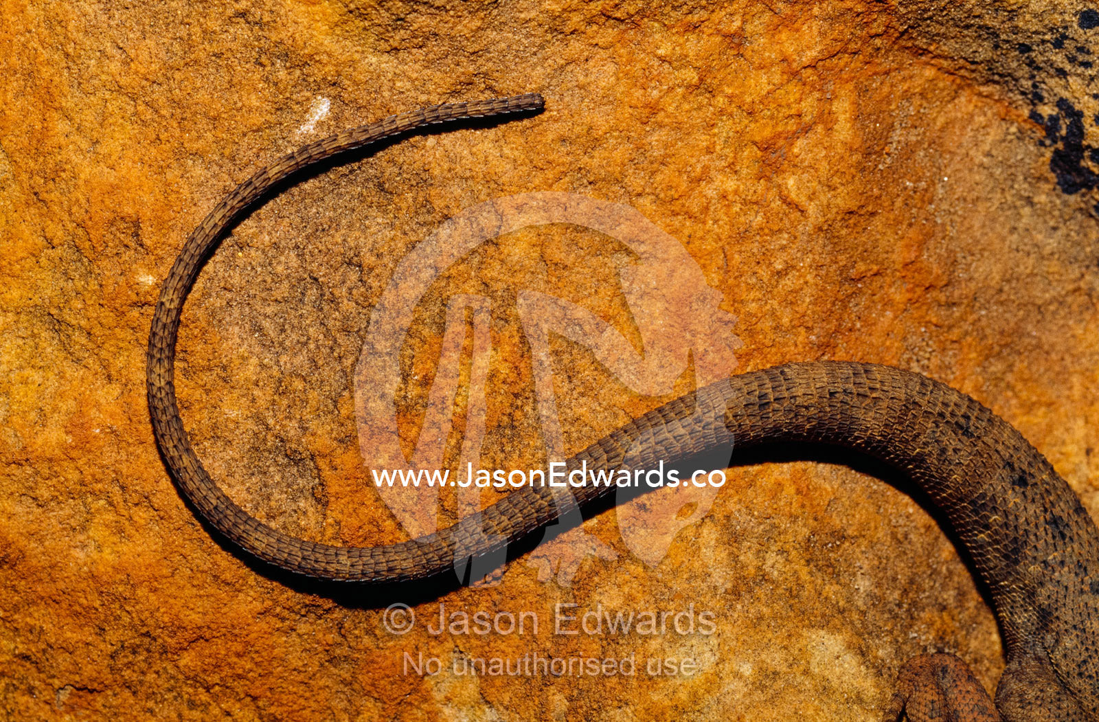 The elegantly curled tail of a rusty crevice dragon lizard on a rock. Watarrka National Park, Kings Canyon, Northern Territory, Australia.