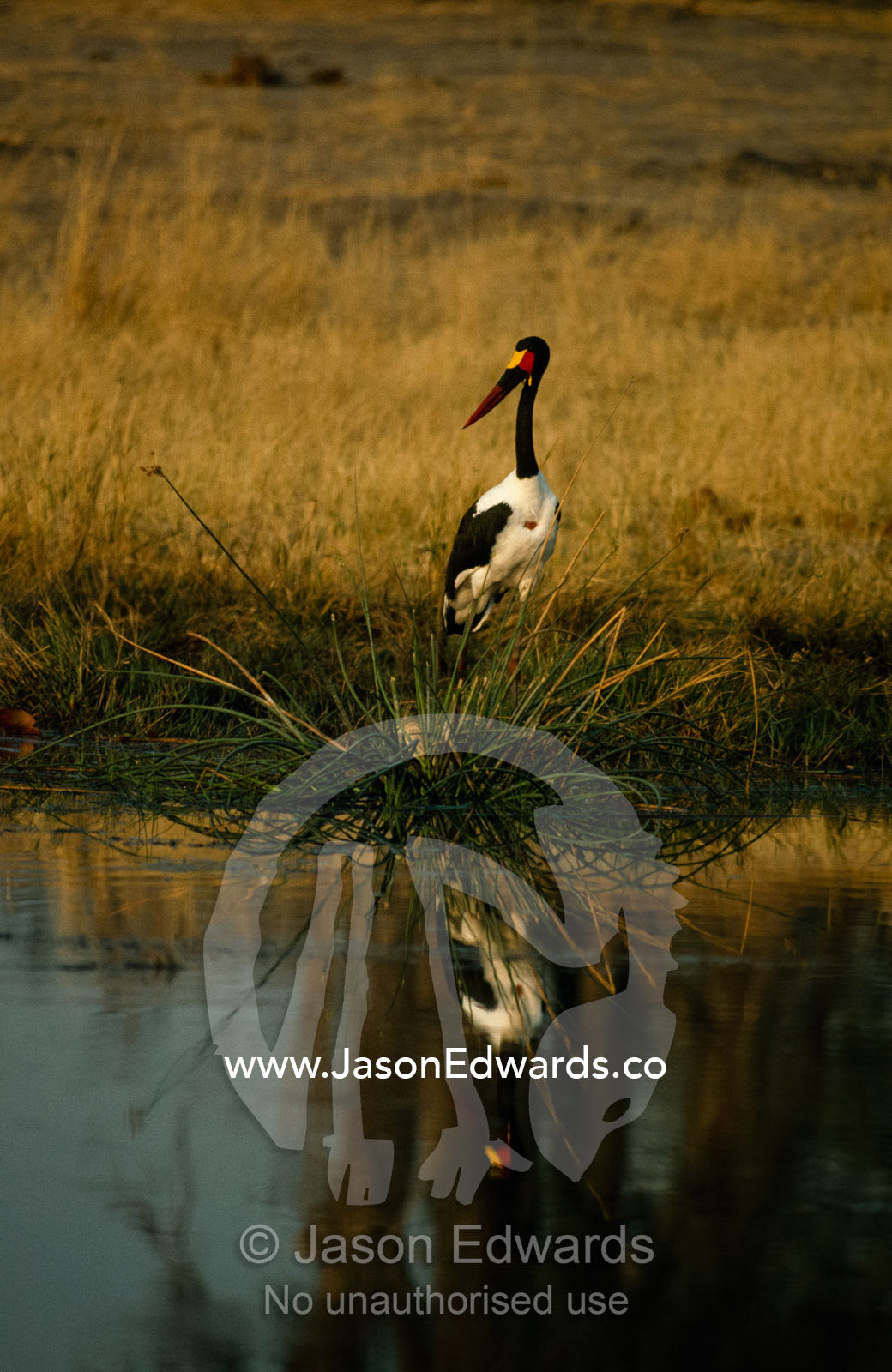 An endangered saddle-billed stork in a wetland. Moremi Game Reserve, Botswana.