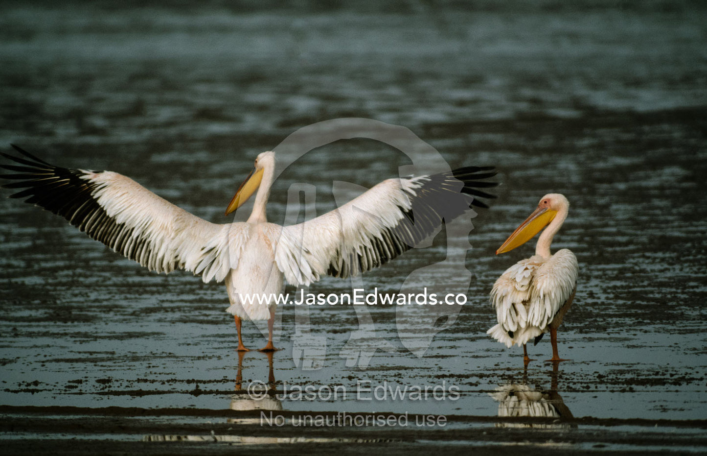 An eastern white pelican flaps its wings in display next to a chick. Skeleton Coast National Park, Namibia.