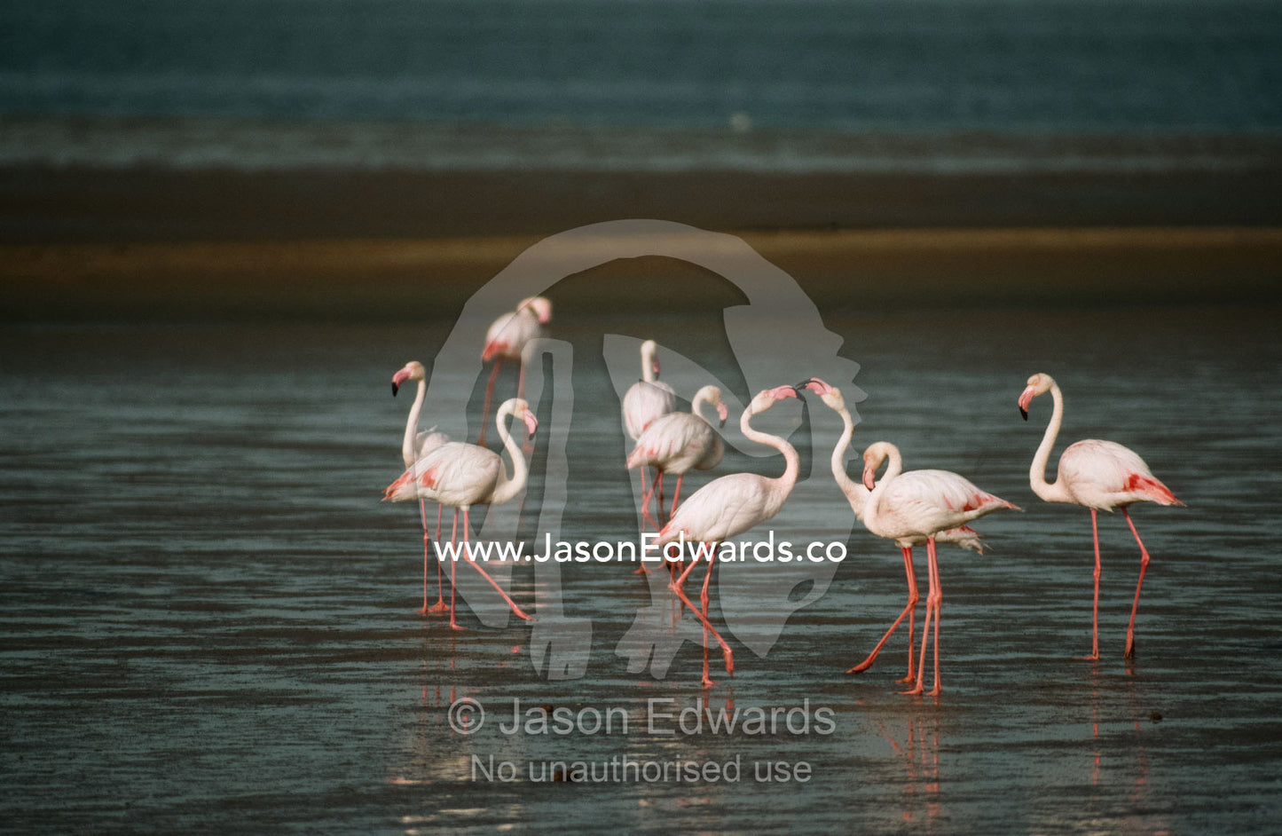 Greater flamingos in an elegant courtship dance in a salt flat. Skeleton Coast National Park, Namibia.