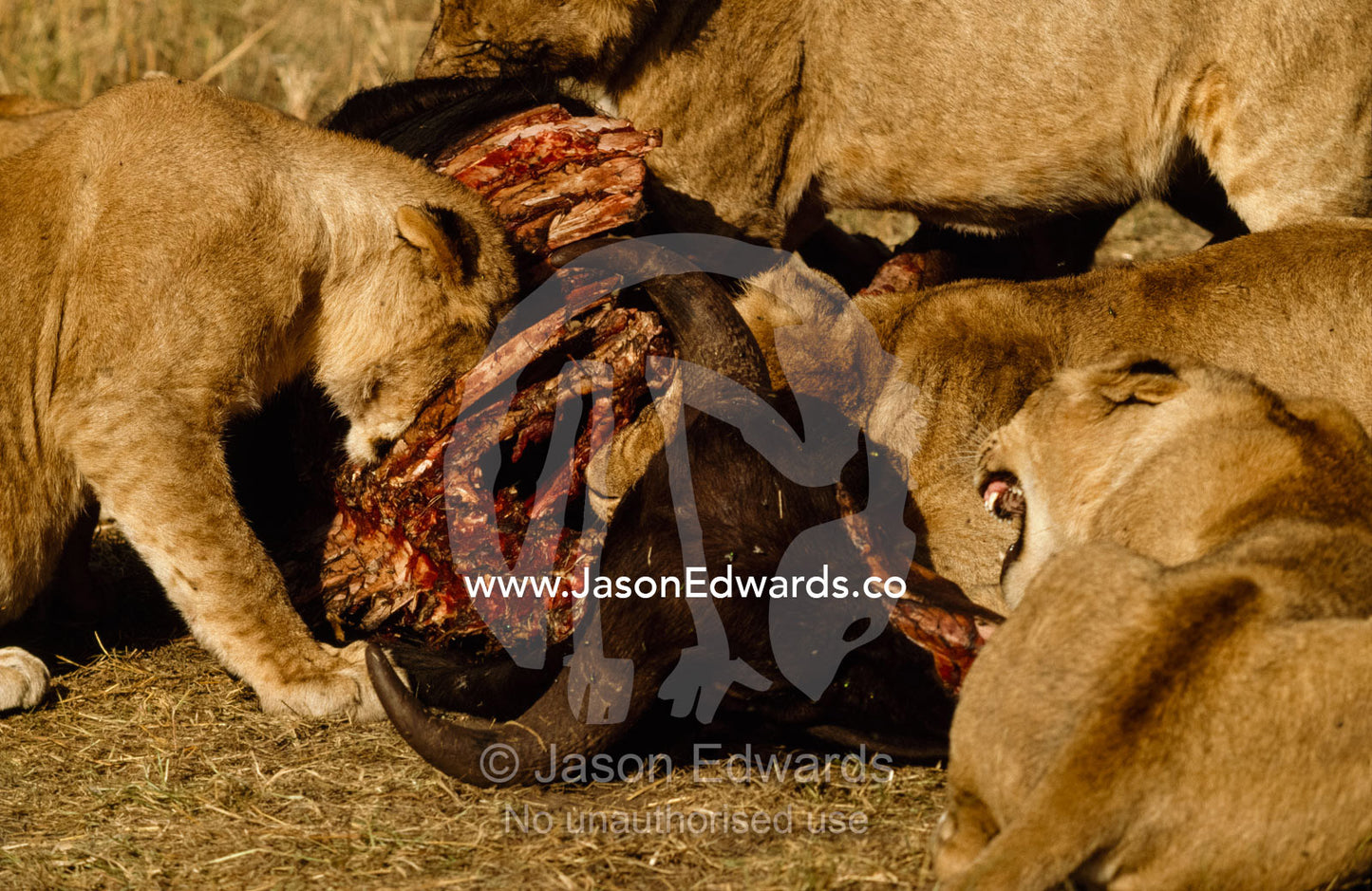 African lions feeding on a cape buffalo they killed. Masai Mara National Park, Kenya.