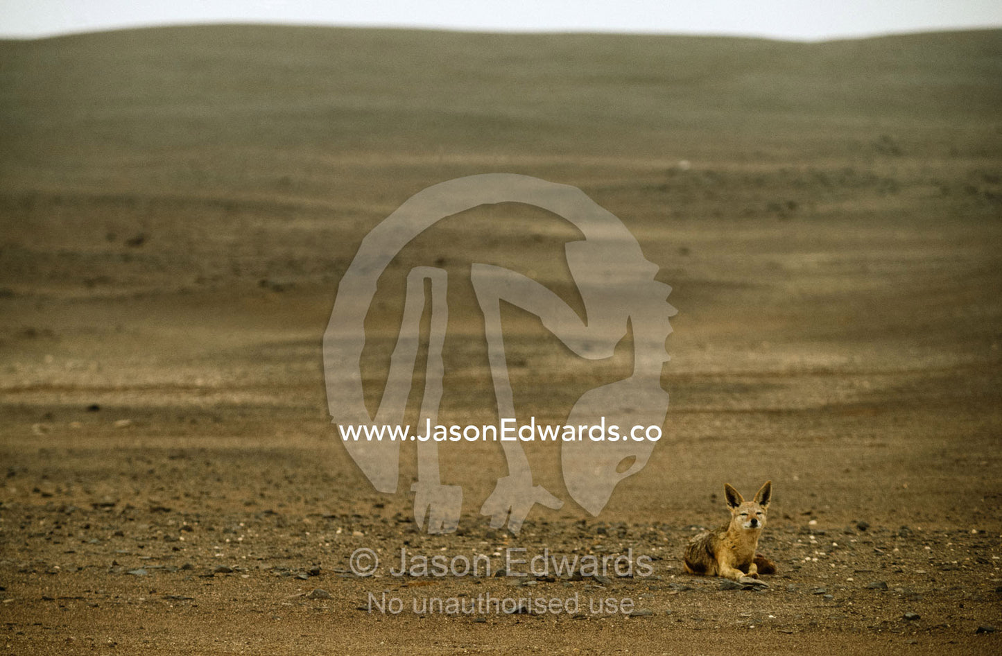 A black-backed jackal resting on a black dolerite sand dune. Skeleton Coast National Park, Namibia.