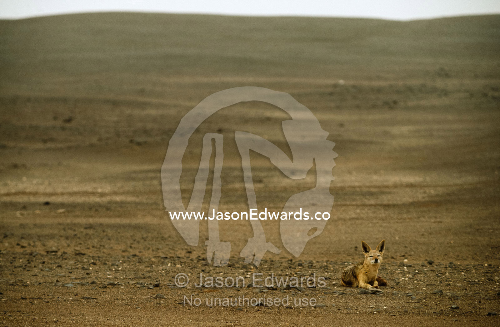 A black-backed jackal resting on a black dolerite sand dune. Skeleton Coast National Park, Namibia.