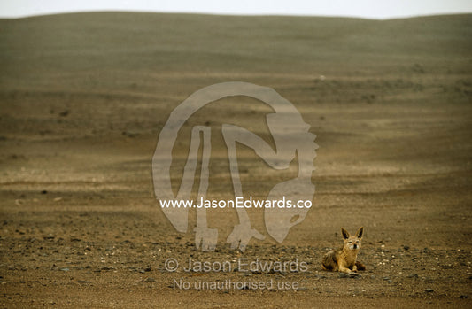 A black-backed jackal resting on a black dolerite sand dune. Skeleton Coast National Park, Namibia.