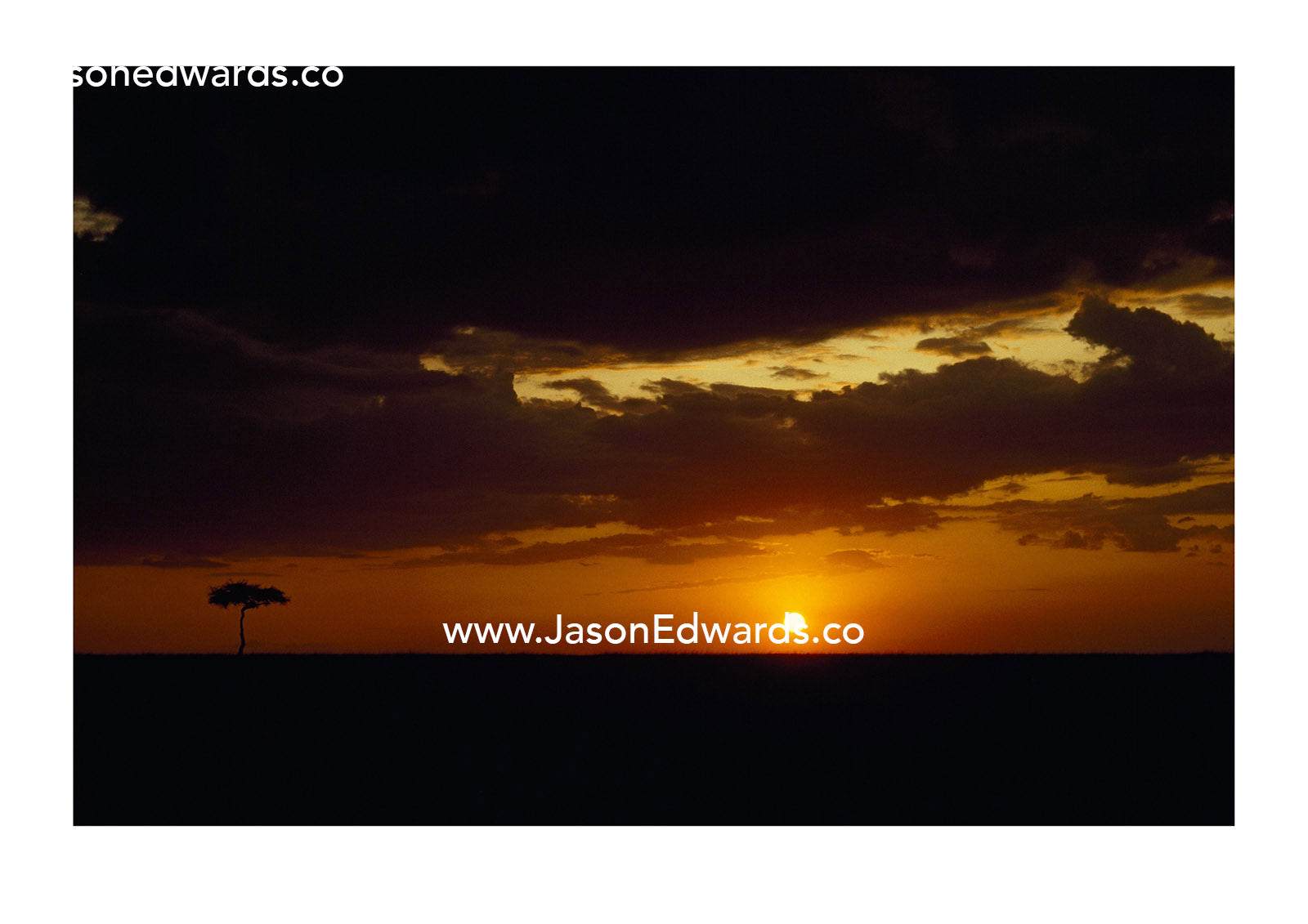 Black storm clouds at sunset over grassland and an umbrella acacia. Masai Mara National Reserve, Kenya.