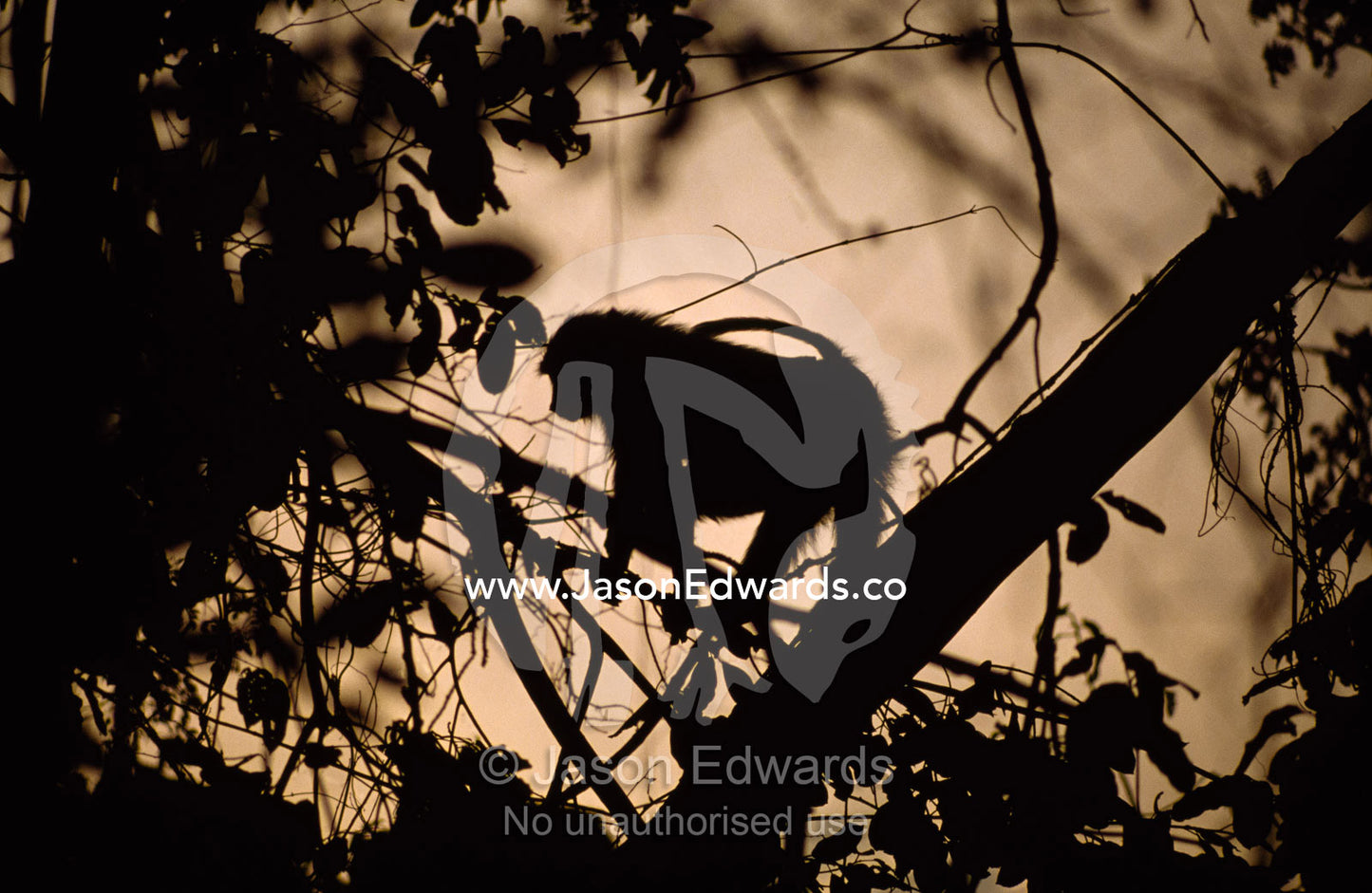 Silhouette of an olive baboon in a rainforest canopy at sunset. Gombe Stream National Park, Tanzania.
