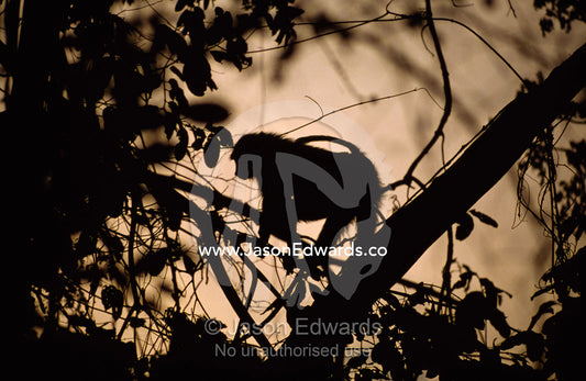 Silhouette of an olive baboon in a rainforest canopy at sunset. Gombe Stream National Park, Tanzania.