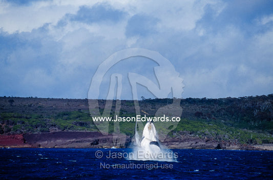 A Humpback Whales launches from the ocean surface in a pirouette. Platypus Bay, Hervey Bay, Queensland, Australia.