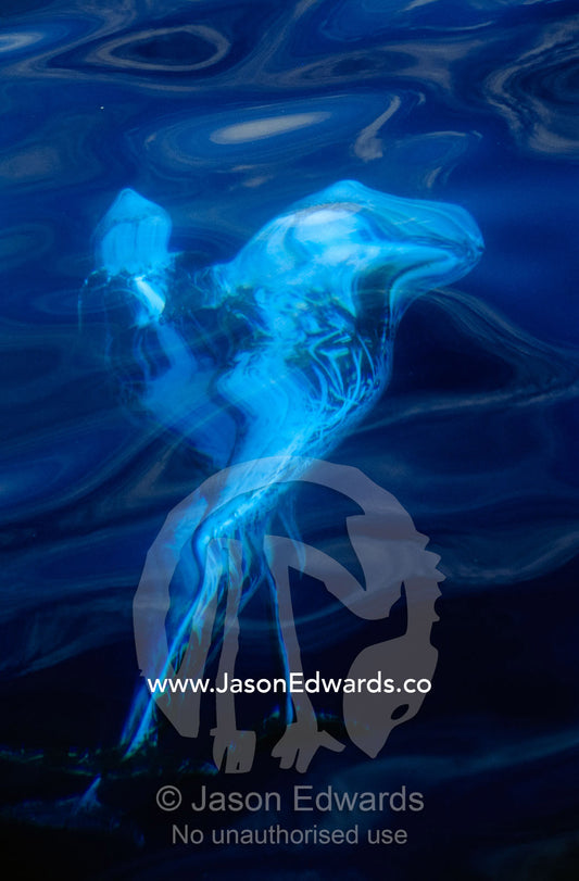 A rare Risso's dolphin makes an artistic pattern swimming underwater. Continental Shelf off Eden, New South Wales,  Australia.