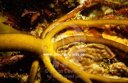 Brown algae hold fast on rocks in a reef near Portsea Pier. Portsea Pier, Victoria, Australia.