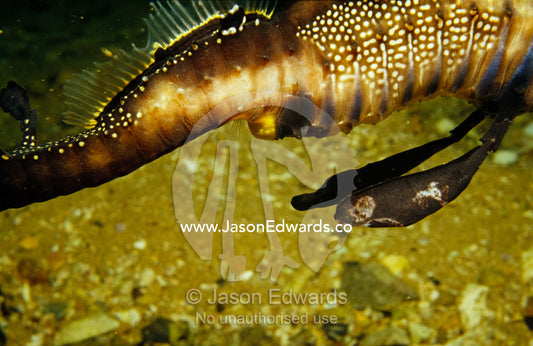 The stomach and anus of a weedy sea dragon with spots on its tail. Portsea Pier, Victoria, Australia.