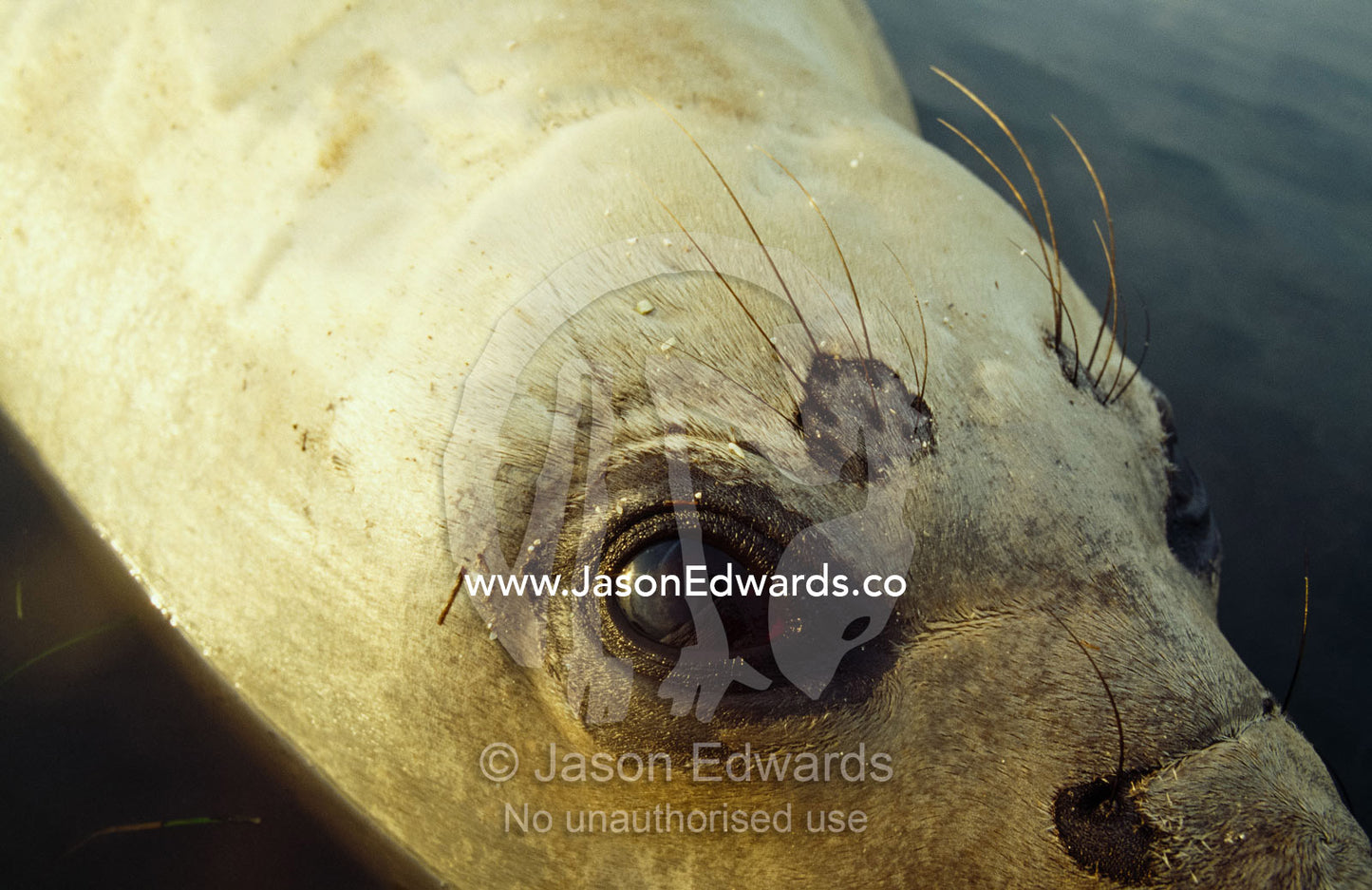 Close up of the face and eye of a southern elephant seal in water. Point Henry, Victoria,  Australia.