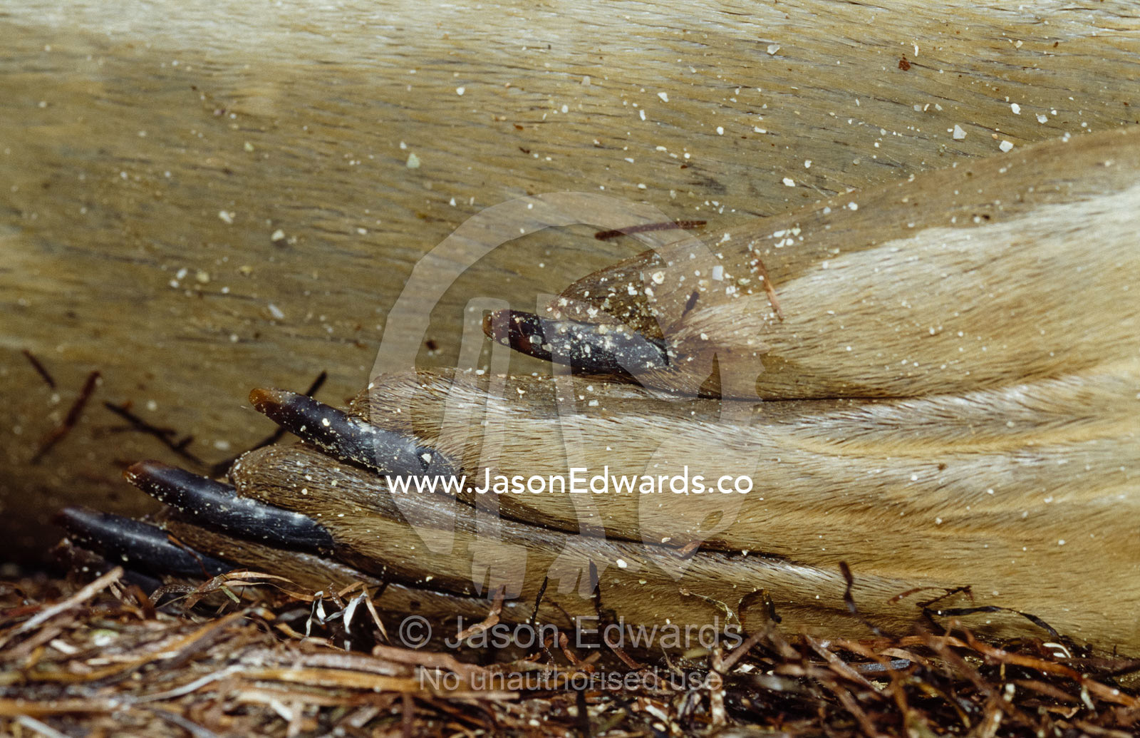 Detail of a flipper and claw of an endangered southern elephant seal. Point Henry, Victoria,  Australia.