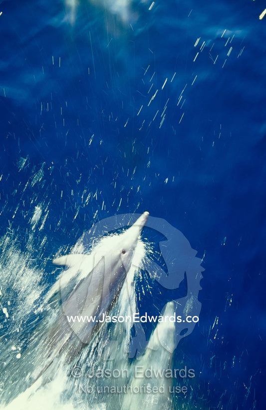 Common dolphins gracefully skim the surface of the water as they swim. Continental Shelf off New South Wales, Australia.