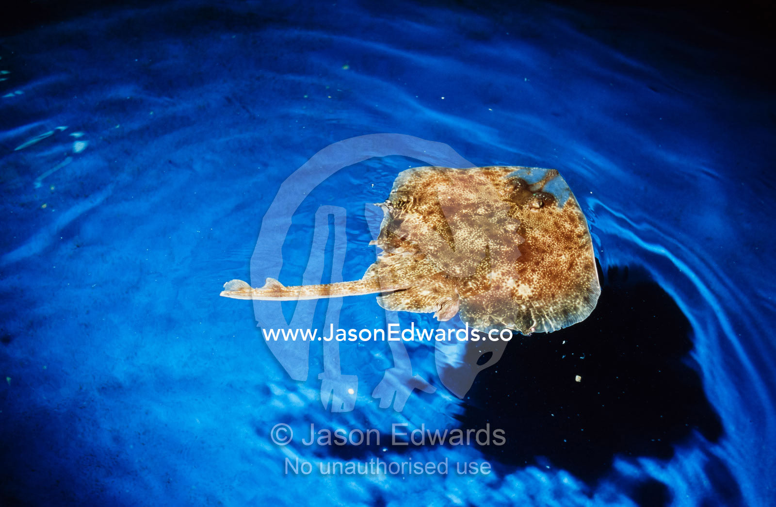 Australian thornback skate casts a shadow on the aquarium floor. Melbourne Aquarium, Victoria, Australia.