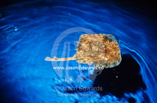 Australian thornback skate casts a shadow on the aquarium floor. Melbourne Aquarium, Victoria, Australia.