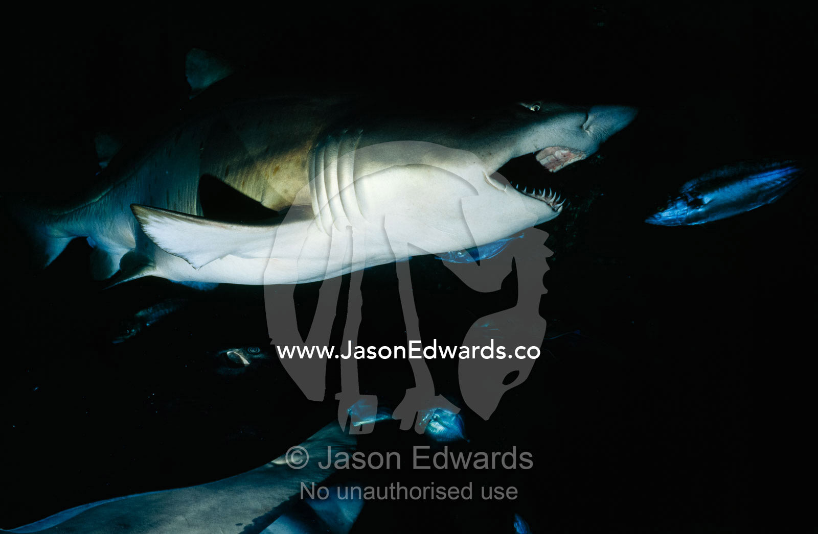 A grey nurse shark opens its jaws and teeth as it feeds on fish. Melbourne Aquarium, Victoria, Australia.