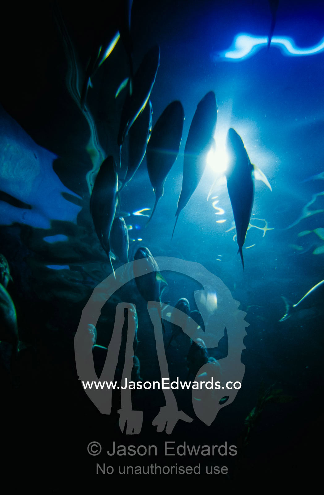 A mixed school of silver trevally and Australian salmon and sunlight. Melbourne Aquarium, Victoria, Australia.