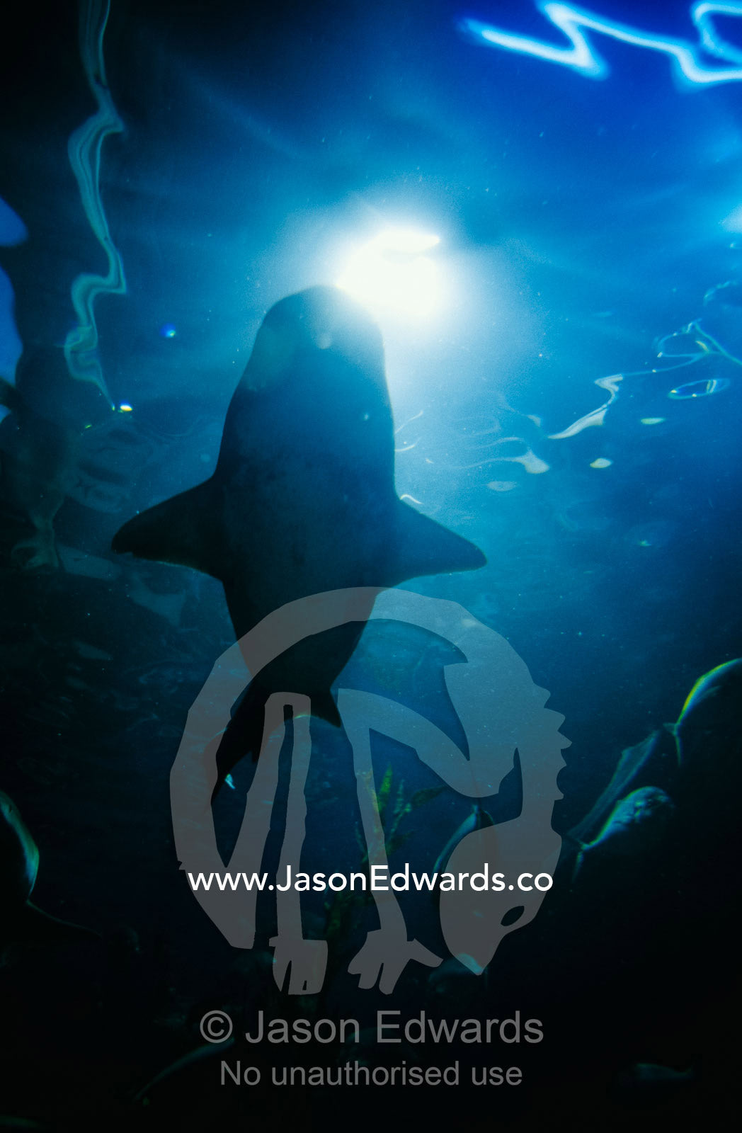 Silhouette of a grey nurse shark and a school of silver trevally. Melbourne Aquarium, Victoria, Australia.