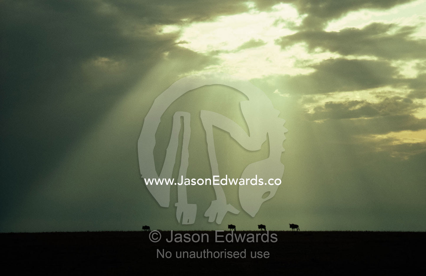 Wildebeests march across the plain at sunset under a stormy grey sky. Masai Mara National Reserve, Kenya.