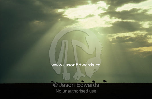 Wildebeests march across the plain at sunset under a stormy grey sky. Masai Mara National Reserve, Kenya.