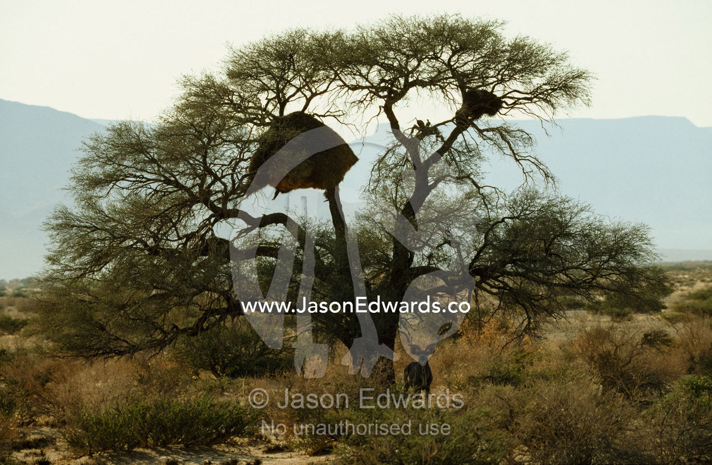 A greater kudu finds shade beneath a social weaver nest in the desert. Namib-Naukluft National Park, Nambia.