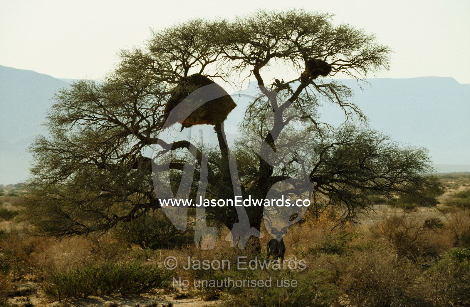 A greater kudu finds shade beneath a social weaver nest in the desert. Namib-Naukluft National Park, Nambia.