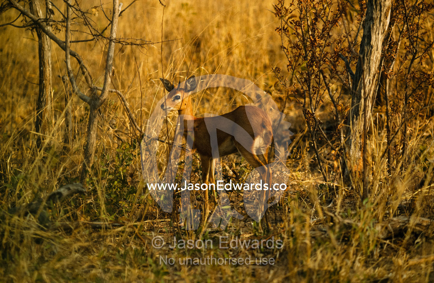 A timid but alert steenbuck in the scrub of a mopane forest. Hwange National Park, Zimbabwe.