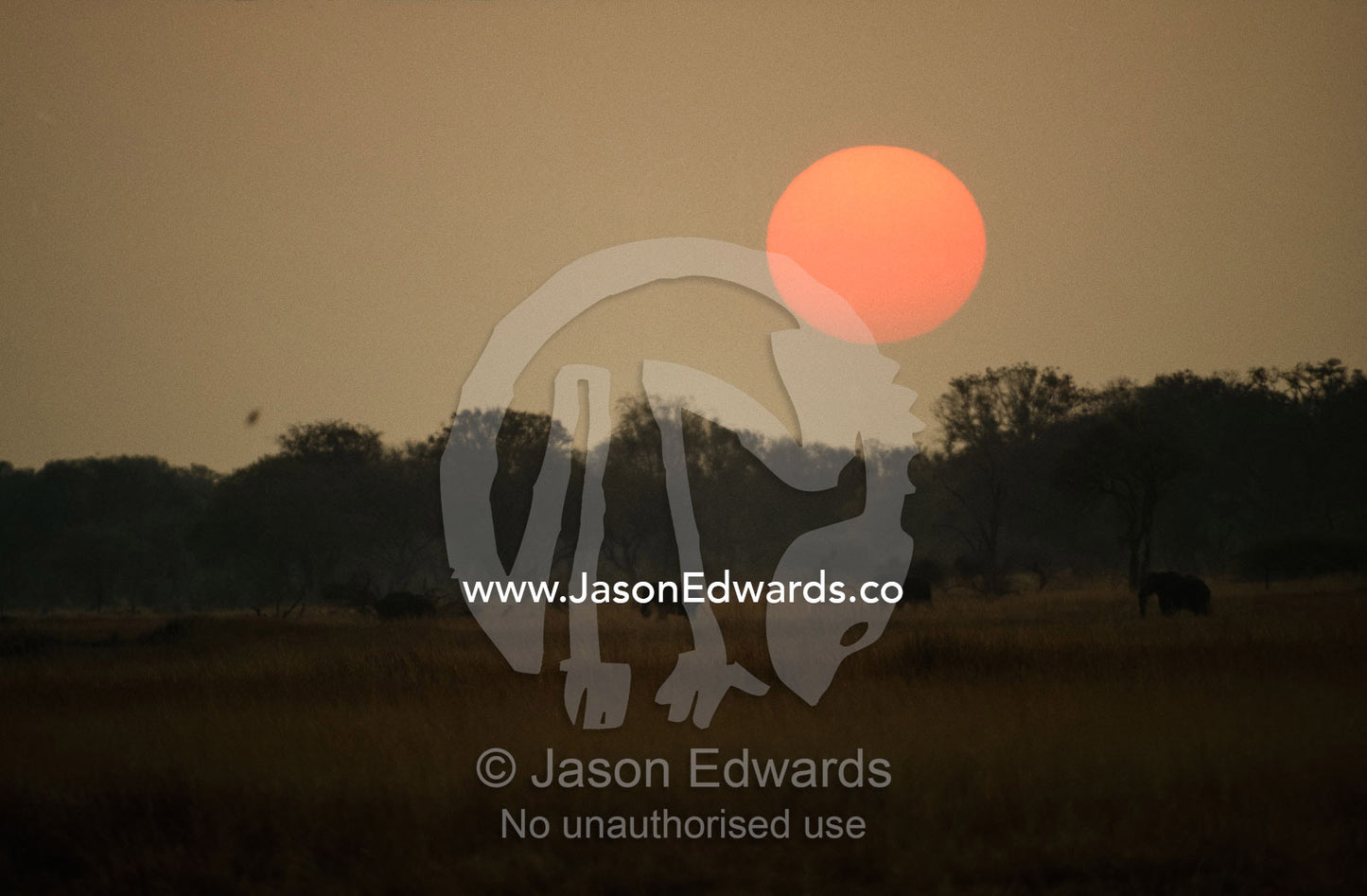 An African elephant herd moves over a savannah flood plain at sunset. Moremi Game Reserve, Botswana.