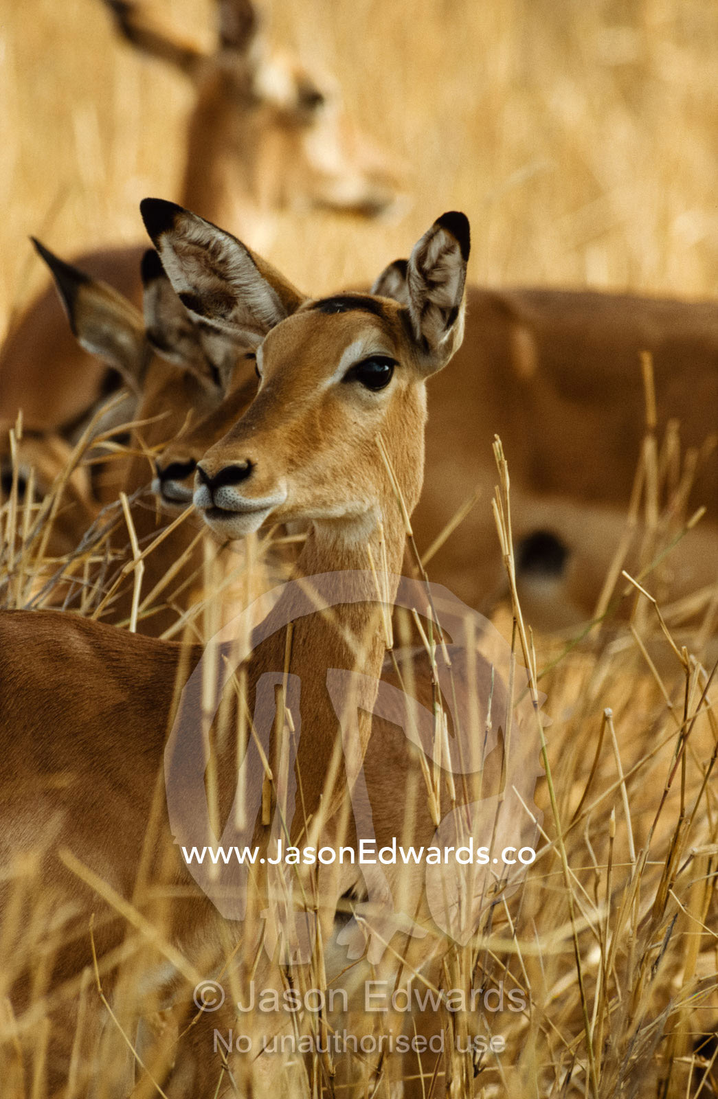 Female impalas, ears and eyes alert, escape the heat in the shade. Serengeti National Park, Tanzania.