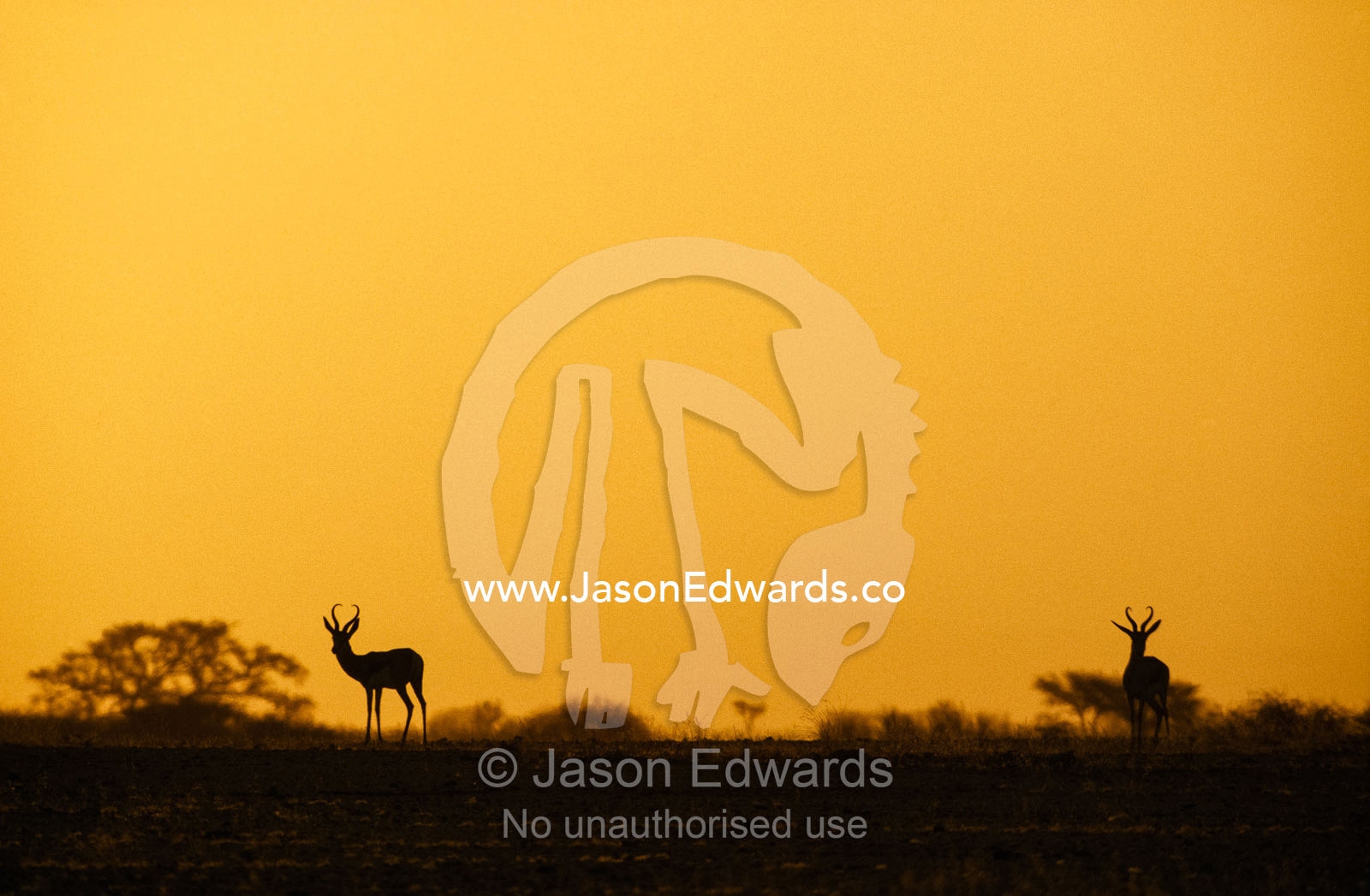 Silhouetted springbok on a desert plain at sunset. Namib-Naukluft National Park, Namibia.
