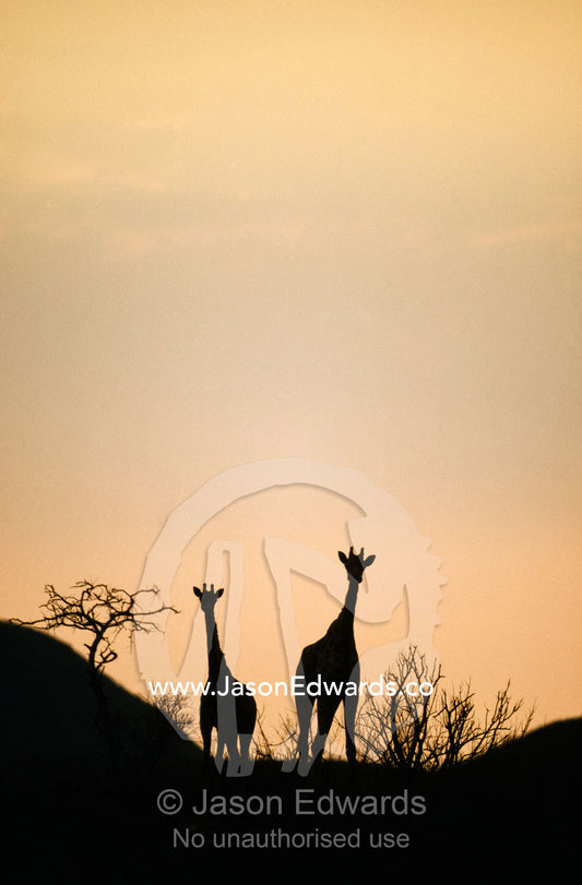 A pair of giraffes silhouetted against a blue orange sky at dawn. Kaokoveld Desert, Namibia.